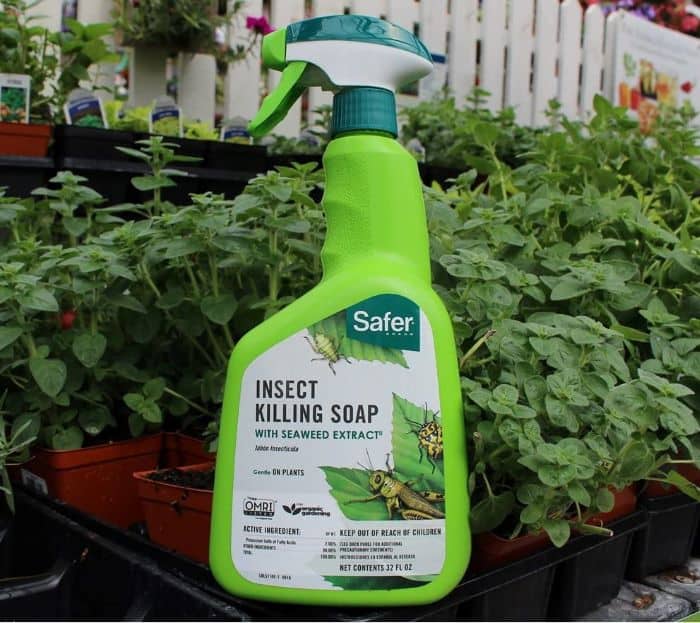 a bottle of Safer Insect Killing Soap spray in front of plants