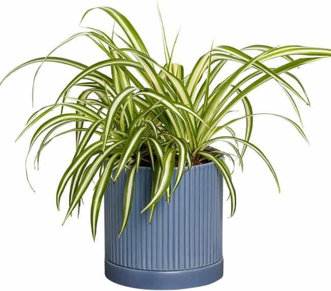 best air purifying indoor plants include spider plant (Chlorophytum comosum)