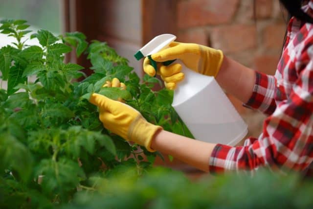 a woman sprays insecticidal soap on plant to control insects