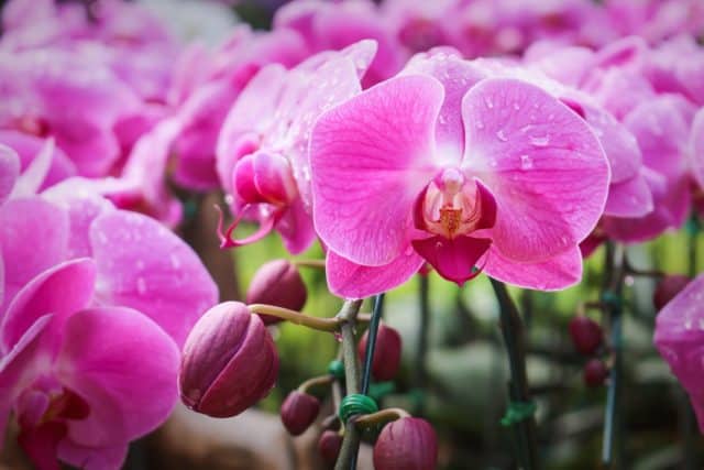 phalaenopsis orchid plants blooming with pink flowers