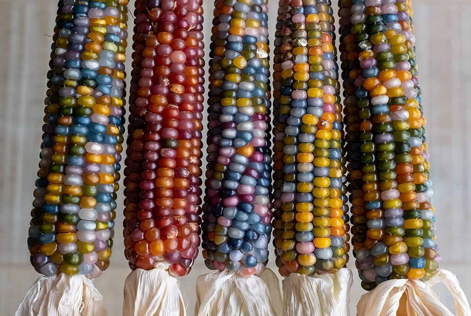 ears of colorful glass gem corn