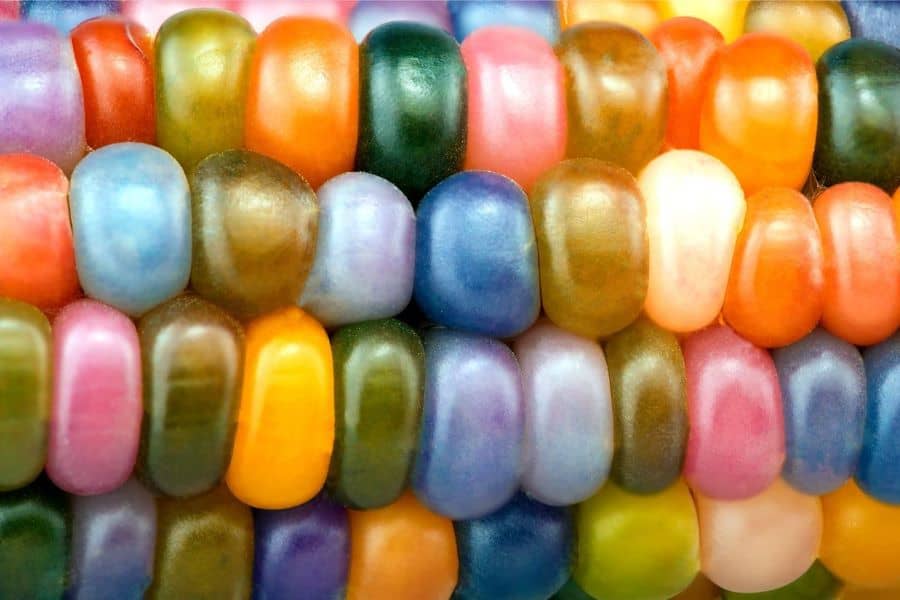 close up photo of the rainbow colored kernels of glass gem corn