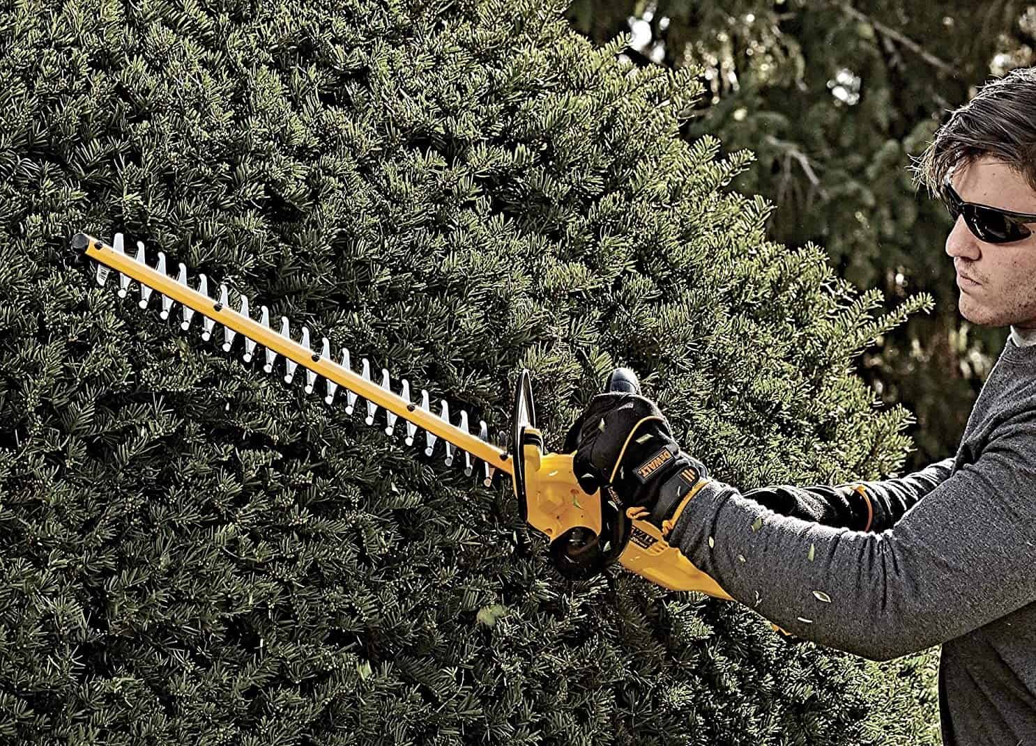 man cutting hedge