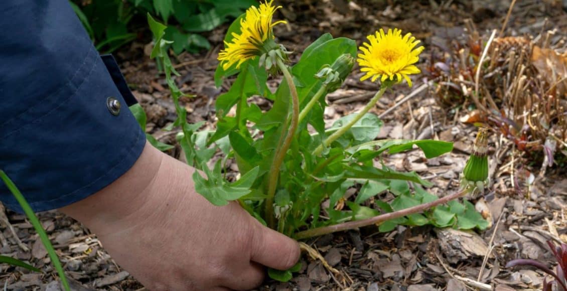 pull weeds pulling a dandelion weed
