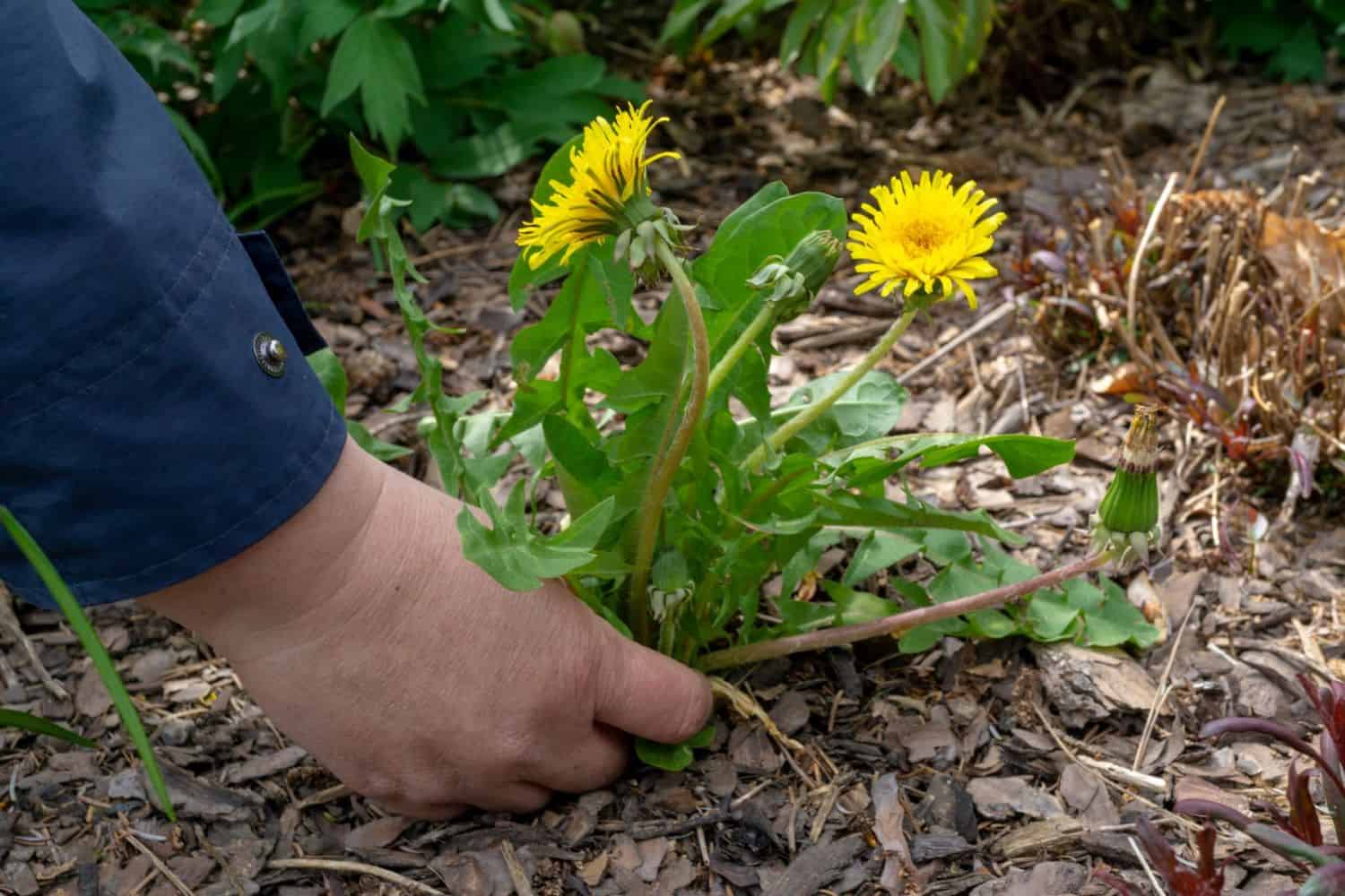 pull weeds pulling a dandelion weed