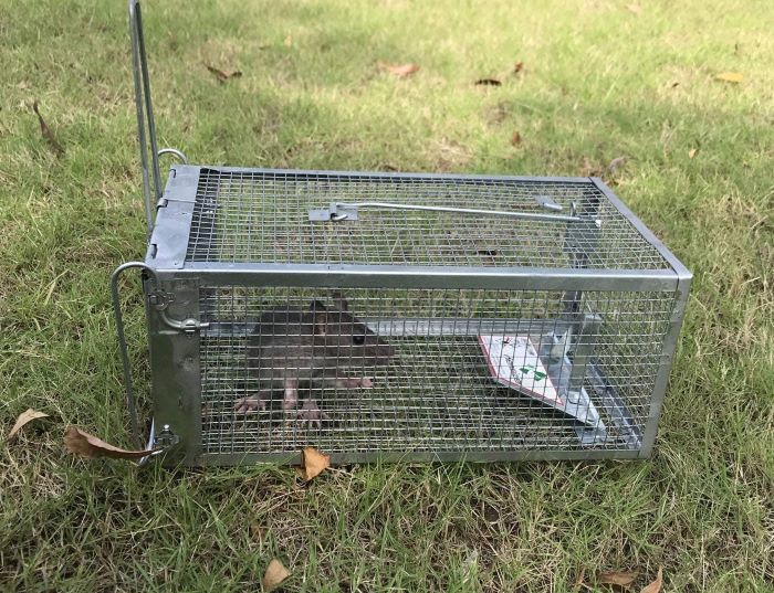 kensizer humane live rodent cage