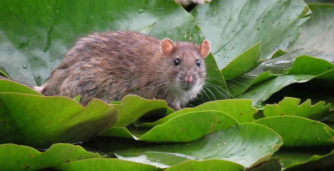 rat in a garden
