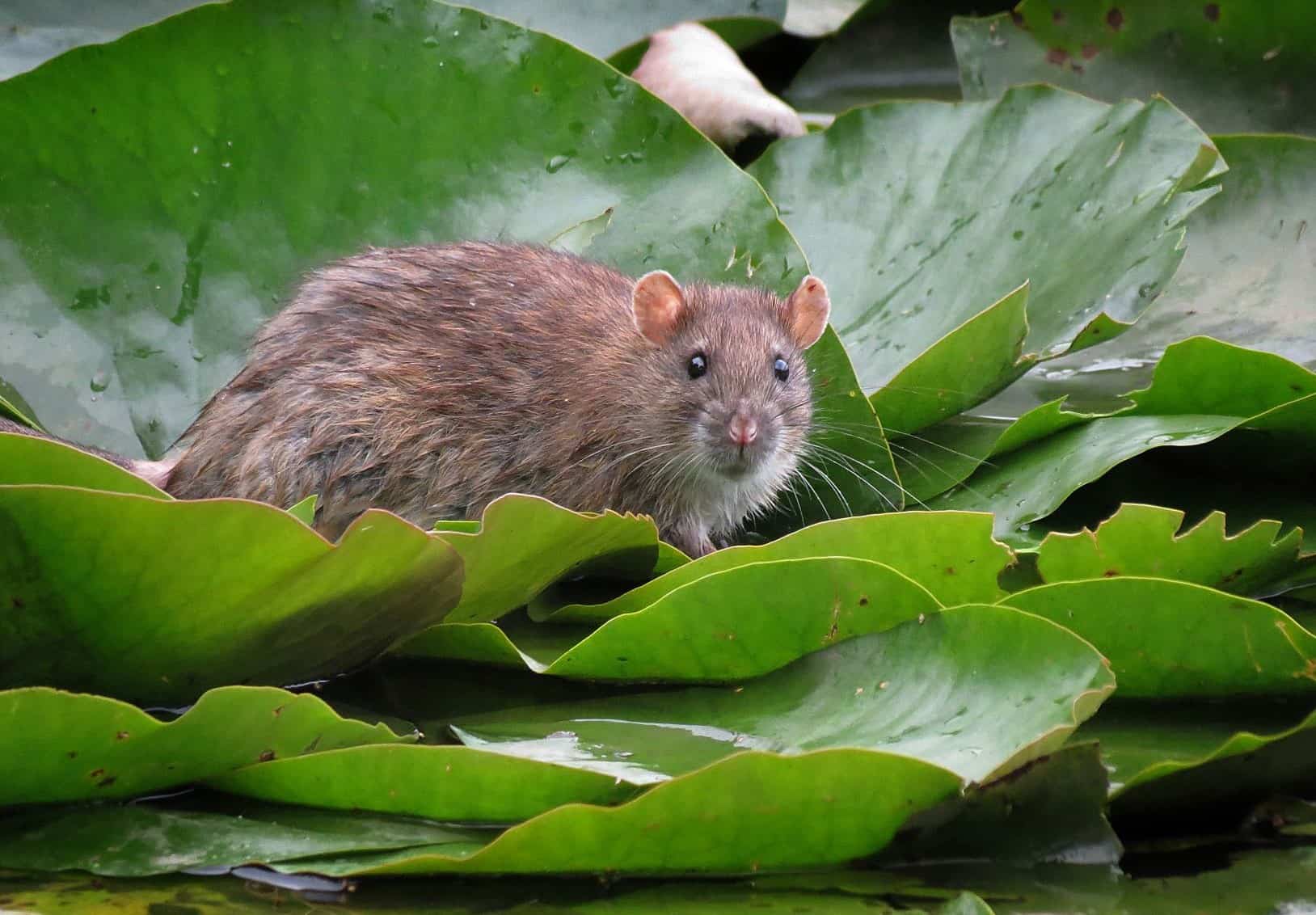 rat in a garden