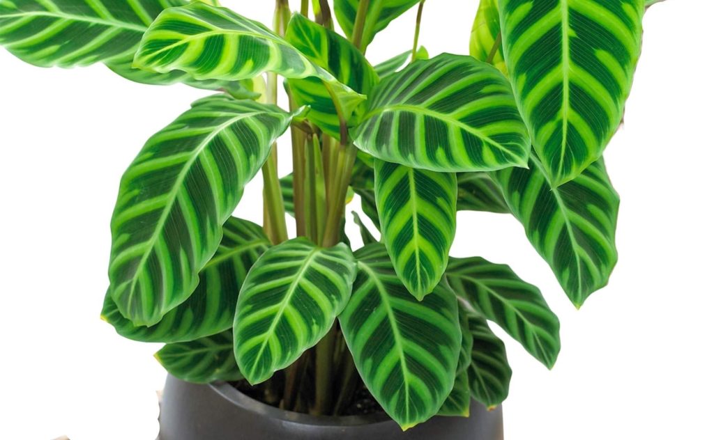 Top Calathea Plants and How to Grow Them - HG&H