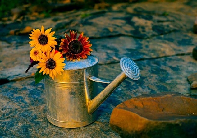 flowers in a watering can