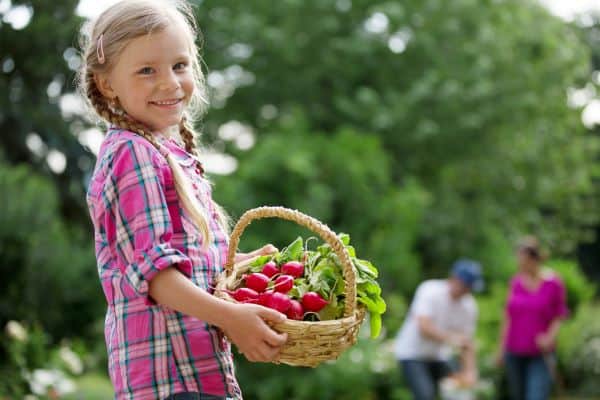 a girl holds a basket of fresh radishes in a garden