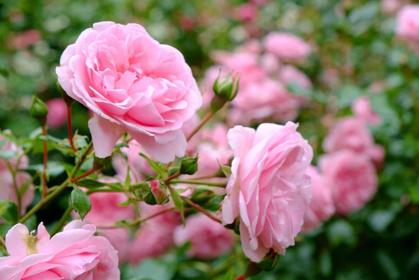 tips for growing healthy roses like this pink rose