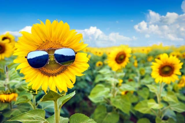sunflowers wearing sunglasses