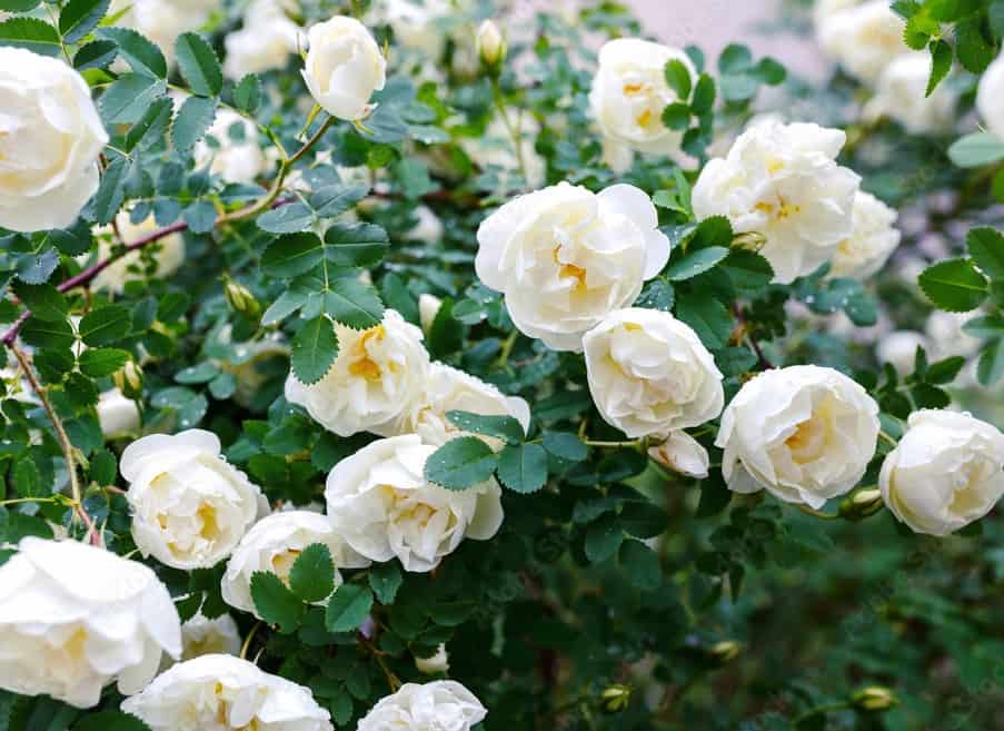 white roses growing on a rose bush