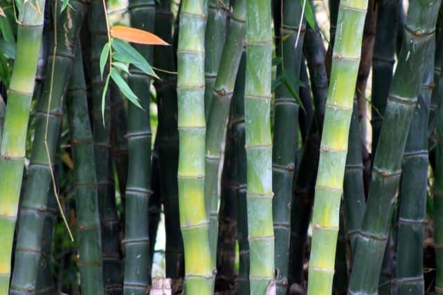 bamboo plants in a Japanese Asian garden