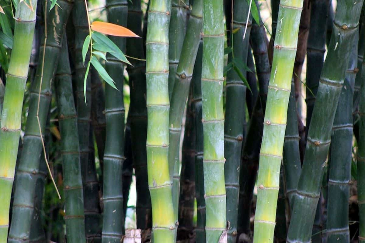 Bamboo Plants and How to Grow Them