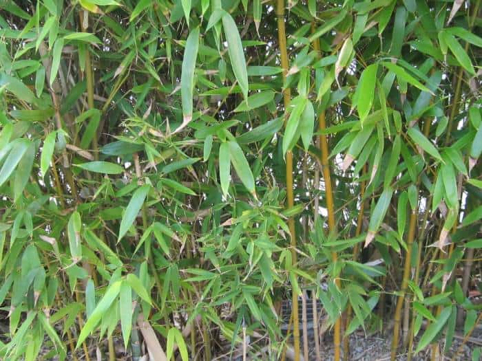green leaves on bamboo plants