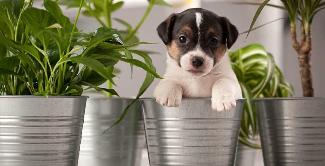 Puppy Proof Your Home