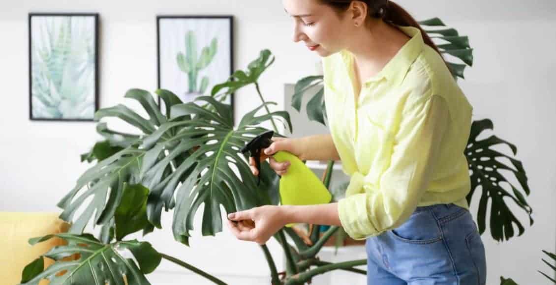 Popular Houseplants and What They Symbolize