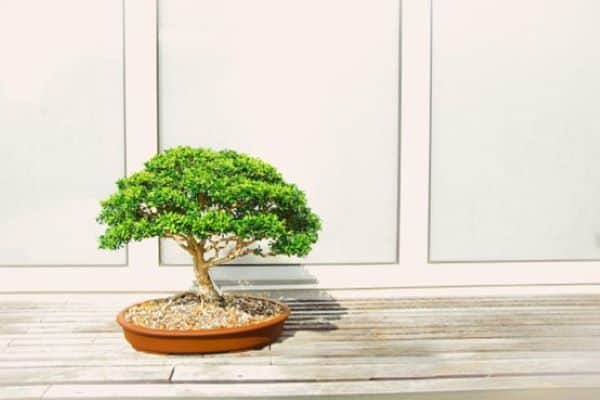 popular bonsai plant