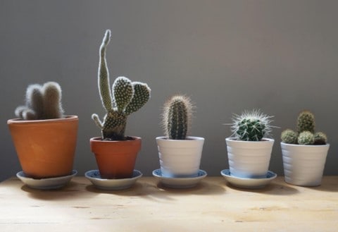 five cactus plants on a shelf