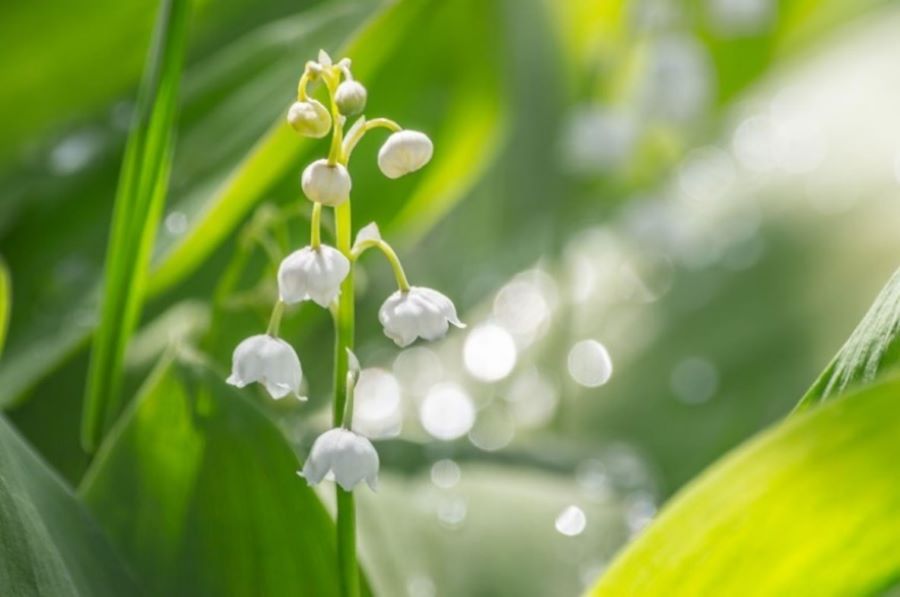 herbal wildflower remedies include lily of the valley