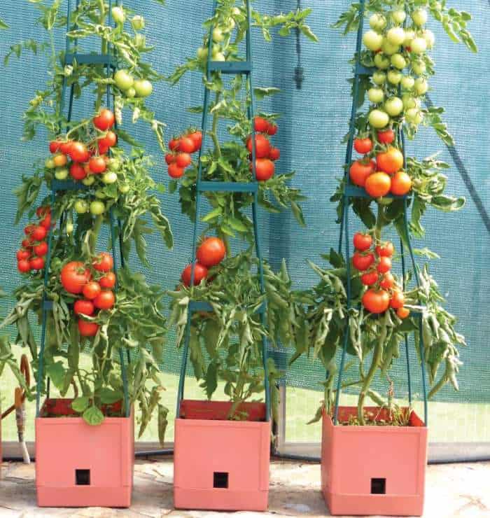 maxitom planters to grow tomatoes in containers