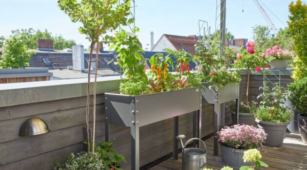 a balcony container garden of plants