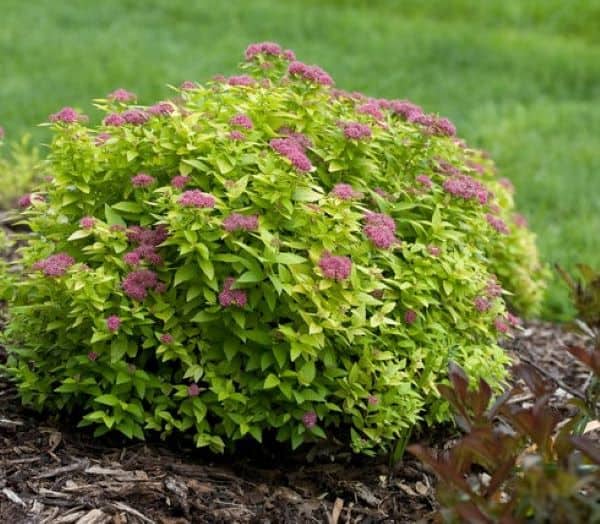 double play gold spirea