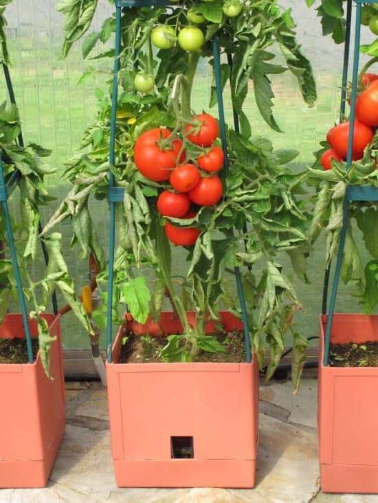 grow tomatoes in containers with the Maxitom Plant Tower