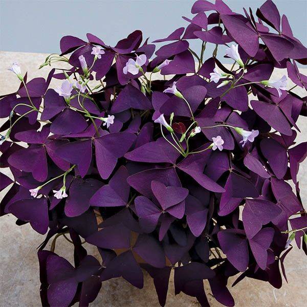 colorful foliage plants include purple shamrock plant
