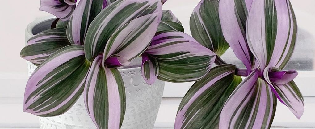 Tradescantia 'Nanouk' is one of the most colorful foliage plants