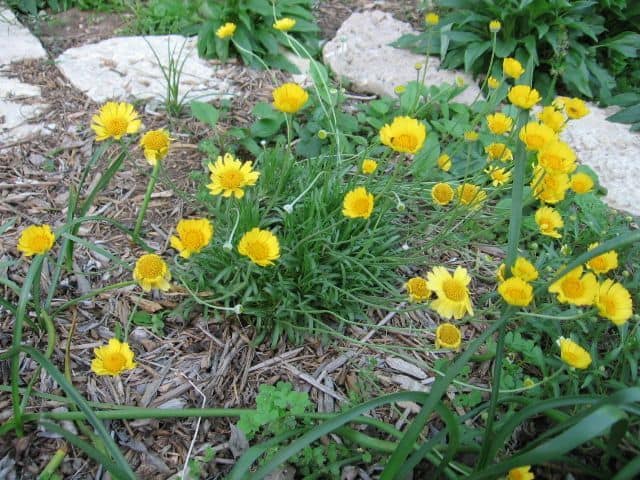 four nerve daisy drought tolerant plants