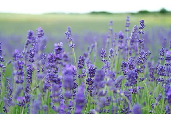 grow medicinal plants like this drought tolerant lavender 