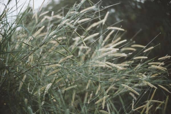 mexican feather grass drought tolerant plants