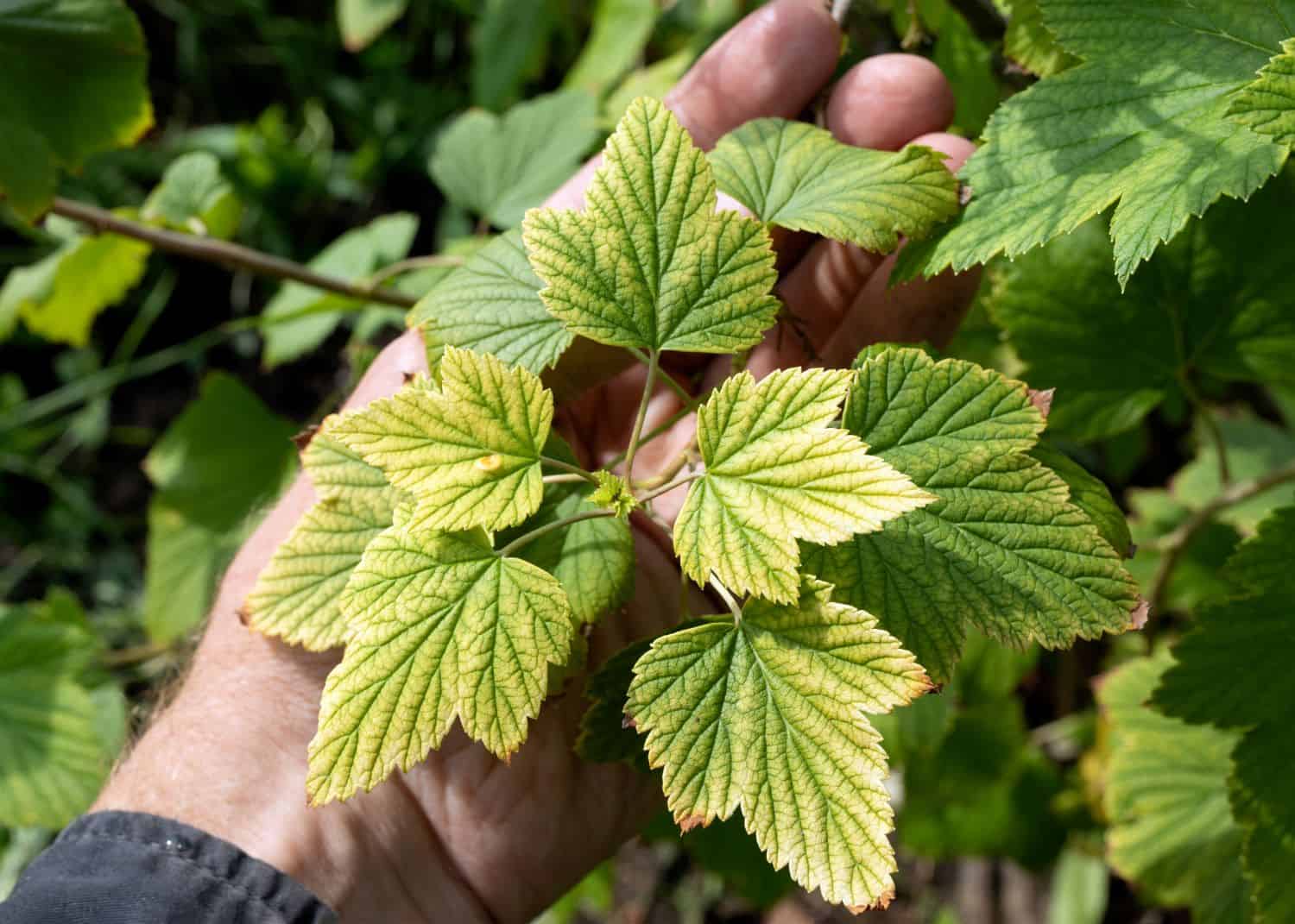 Common Nutrient Deficiencies in Plants