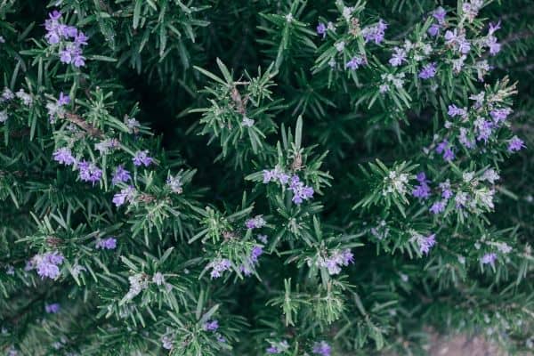 rosemary officinalis plant in bloom