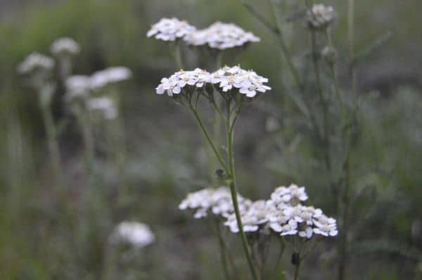 white yarrow drought tolerant plants
