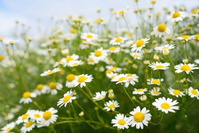 grow medicinal plants like these chamomile flowers