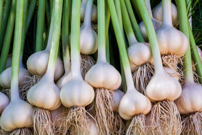 garlic grow medicinal plants