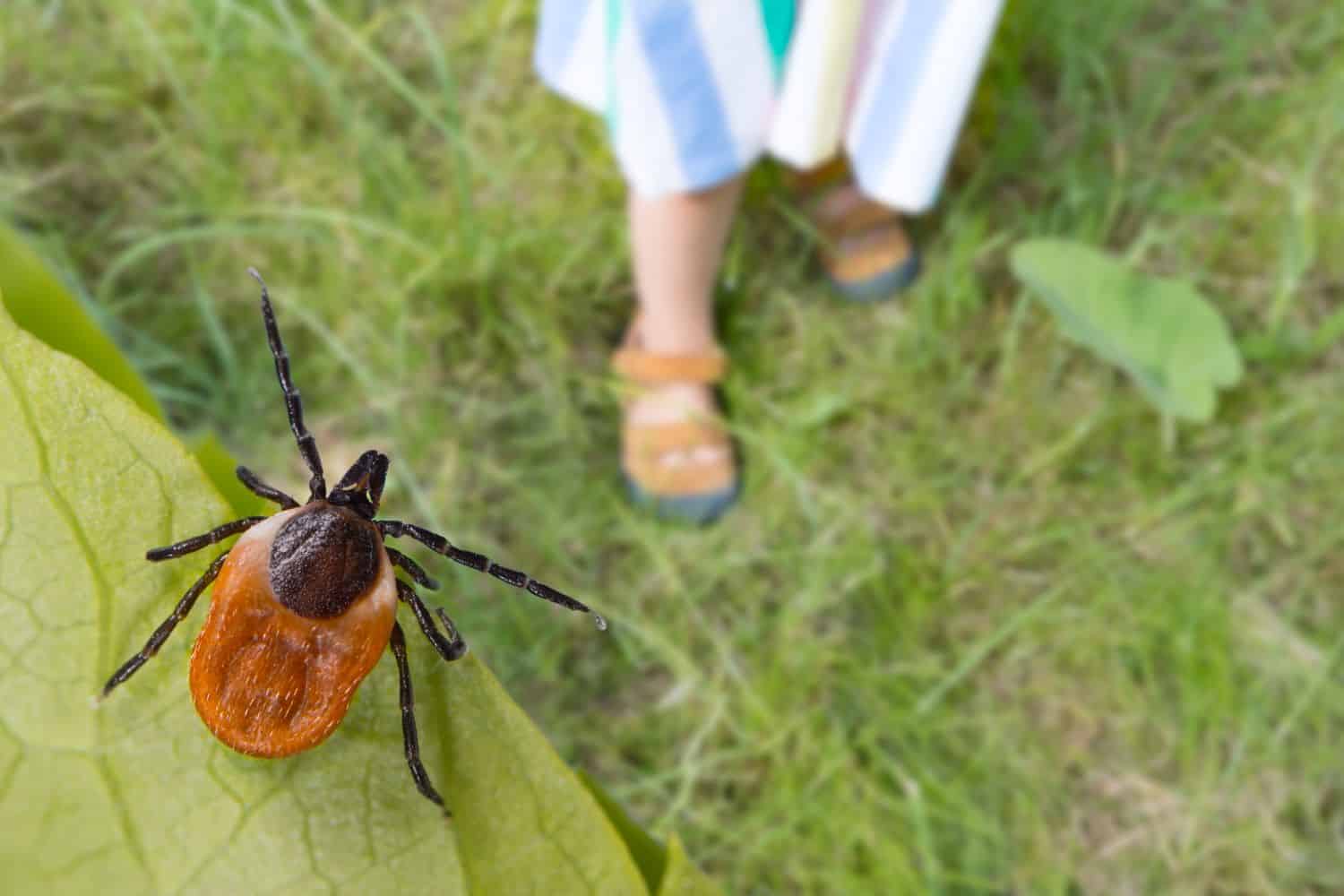 Prevent Tick Borne Diseases While Outdoors