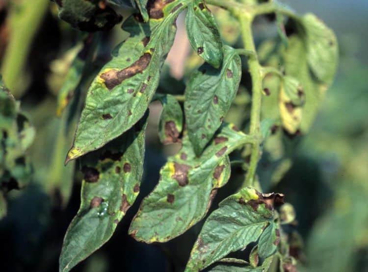 prevent and treat tomato diseases such as early blight