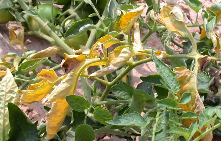 fusarium wilt on a tomato plant