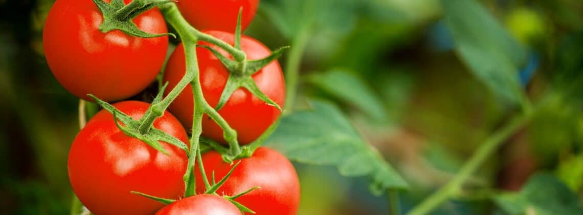 healthy homegrown tomatoes are only possible when you prevent and treat tomato diseases