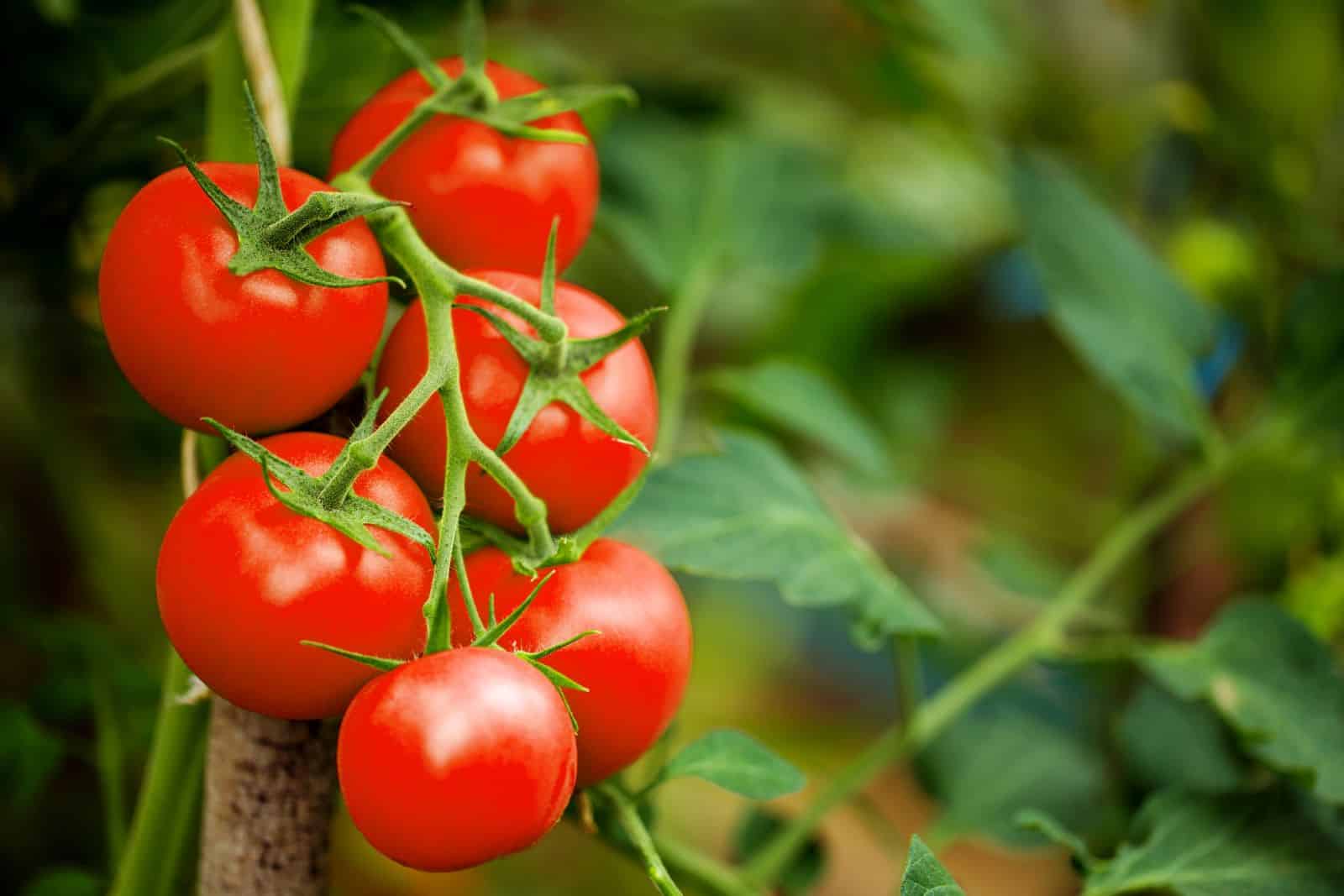 Prevent and Treat Tomato Diseases