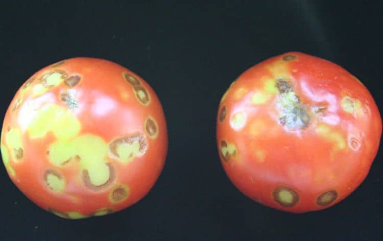 tomato mosaic virus on tomatoes