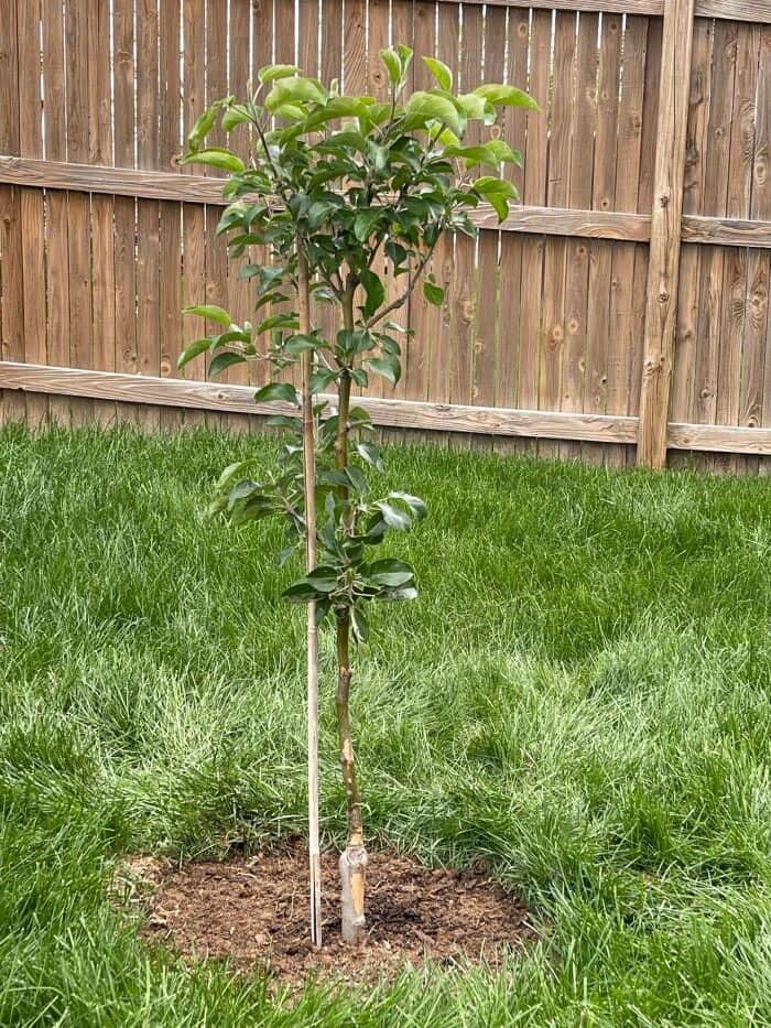 apple tree planted in yard