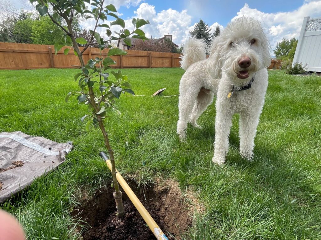 labradoodle supervises the planting