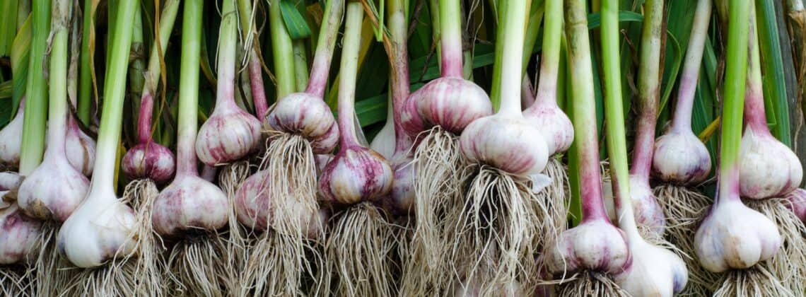 grow and harvest garlic bulbs