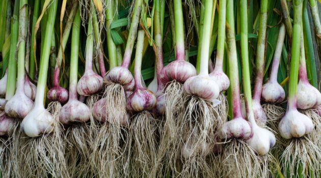grow and harvest garlic bulbs